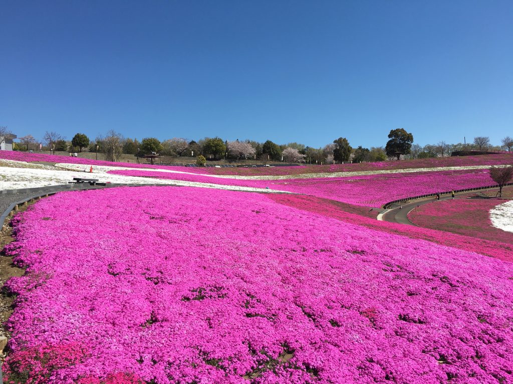 おおた芝桜まつり 中止 Otaおおらか おおた 太田市観光物産協会